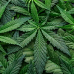 Cannabis | Credits: iStock